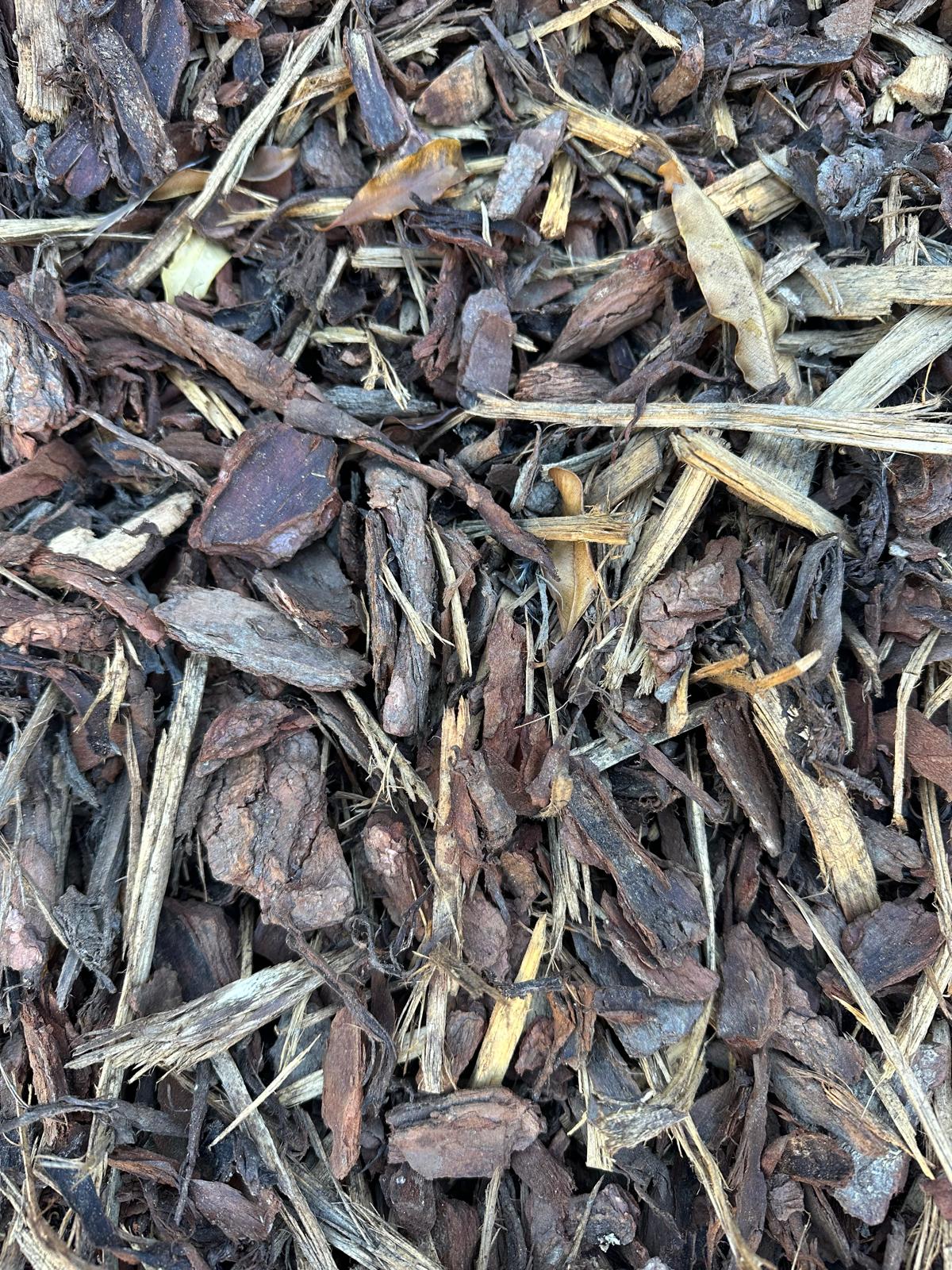 forest floor close up